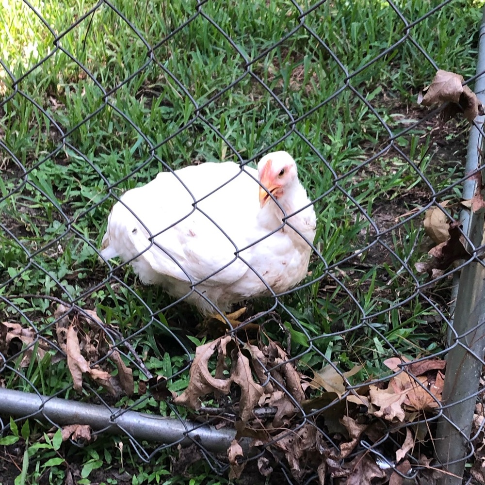 Meet your Posher, Dorothy